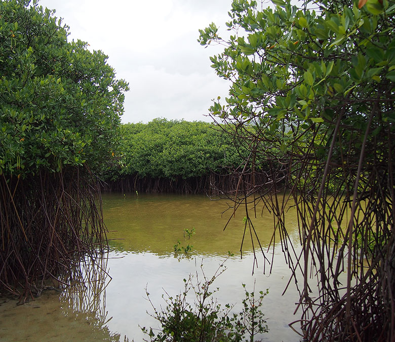 Mangrove Paletuviers Rouge