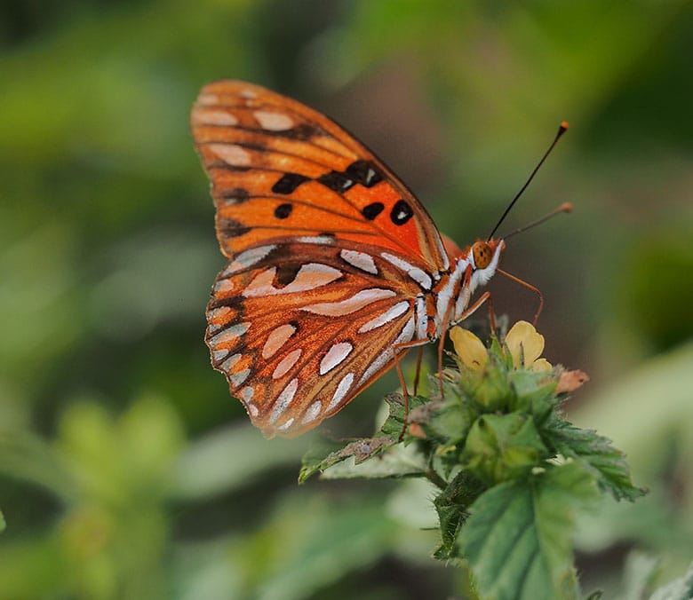 Papillon dans la Réserve Naturelle