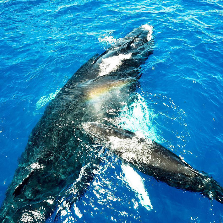 Baleine et baleineau