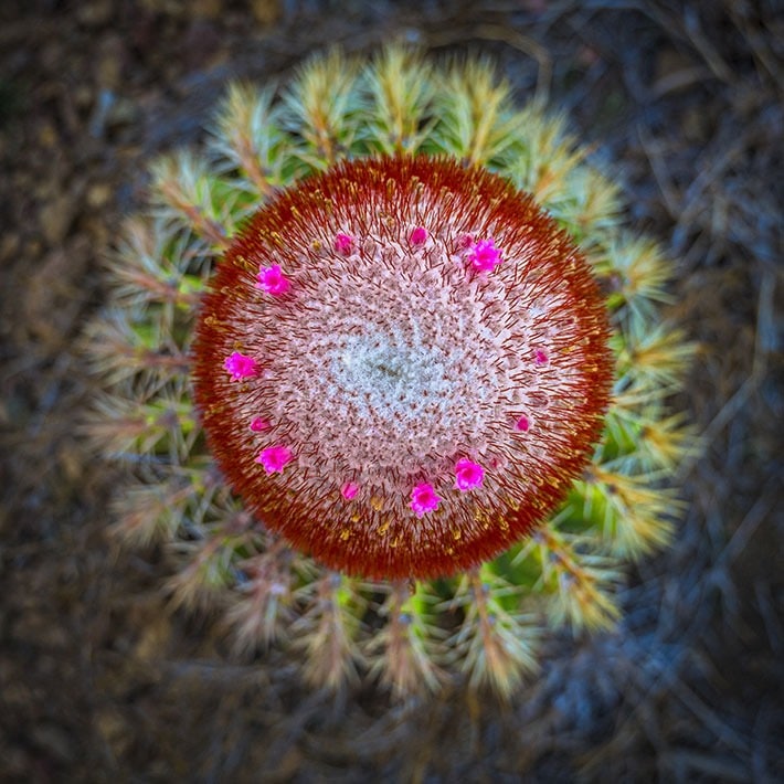 Cactus Tête à l'anglais Réserve Naturelle