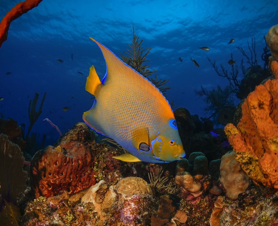 Plongée sous marine Saba Underwater1 Trent Reid
