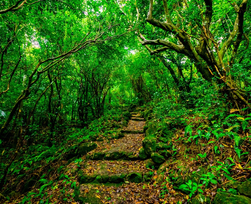 Randonnée Saba Forest Credit Laura Grier